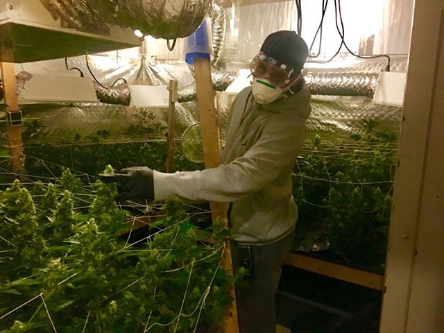 2017_04_grow3.jpg