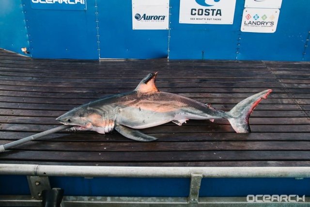 2017_05_cisco2.jpg Cisco, via OCEARCH