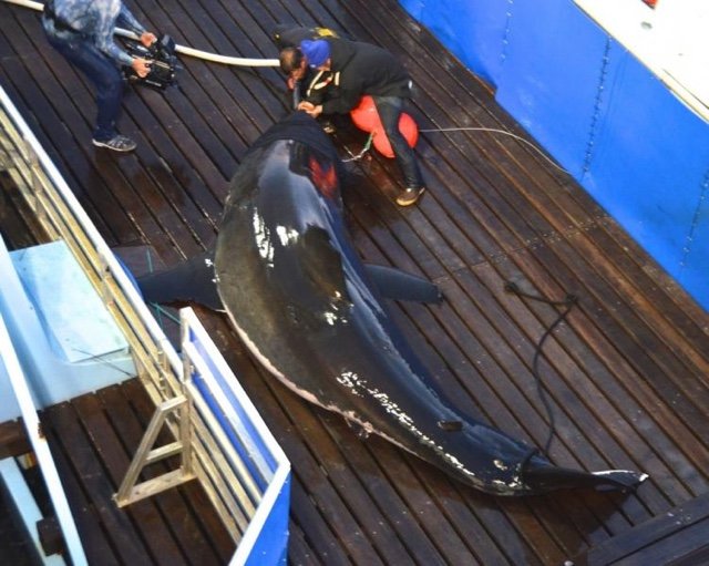 2017_05_mary1.jpg Mary Lee, via OCEARCH