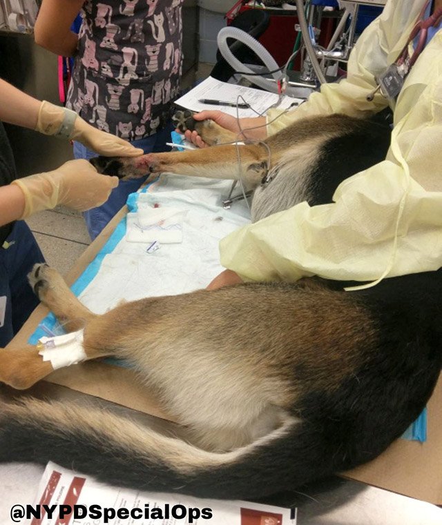 2017_08_timo2.jpg Timoshenko getting stitches
