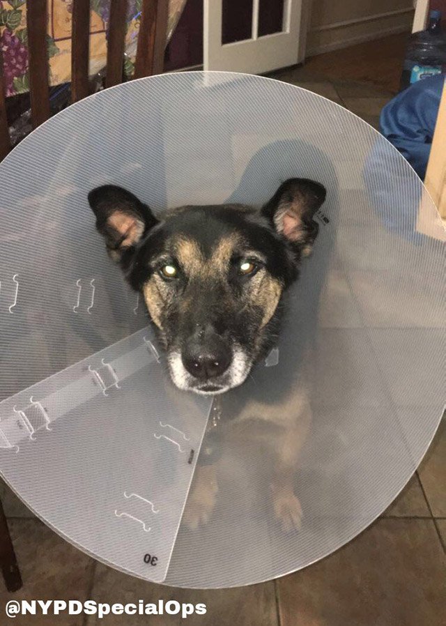 2017_08_timoa.jpg In his cone of shame