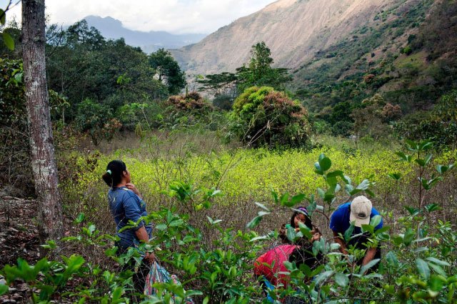 2018_07_b7.jpg A family harvesting coca leaves in the town of Santa Rosa, Peru, July 28, 2012. In the sacred valley of the Incas to cultivate coca plants it is legal as long as farmers sell it or buy it from ENACO (National Coca Enterprise), something farmers don't entirely agreed with, since the company fixes the prices and buys coca leaves at low rates. Also, the leaves can not be brought outside the valley.