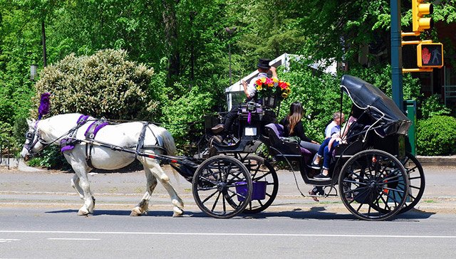 A carriage horse in NYC