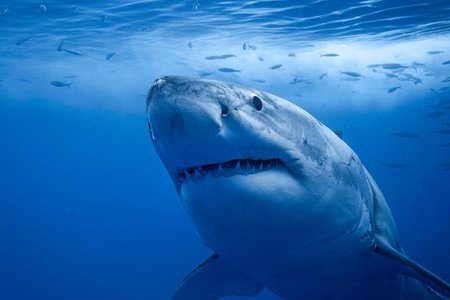 201907shark2.jpg