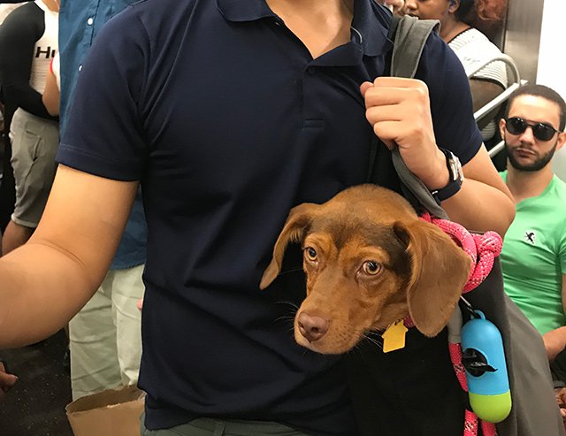 2019_02_doginbag.jpg