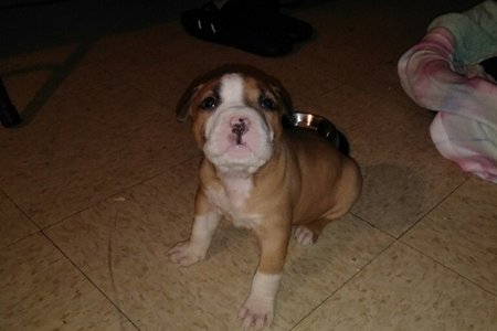 The stolen puppy