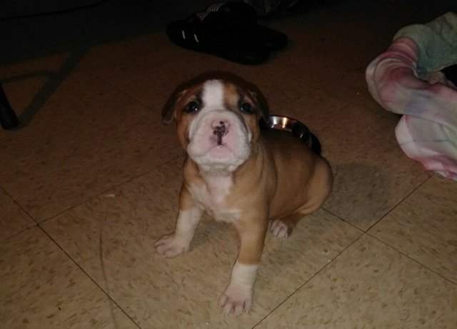 The stolen puppy