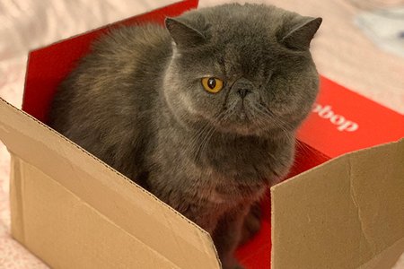 Sadie the one-eyed cat is not declawed