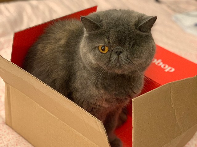 Sadie the one-eyed cat is not declawed