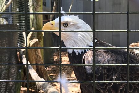 Sammy the Bald Eagle