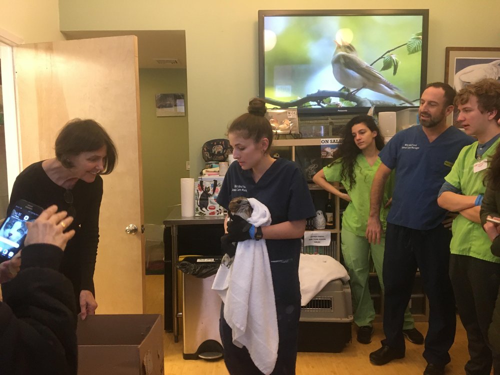 Staff at the Wild Bird Fund marvel over Blair the red-tailed hawk, who is being held by a staffer.