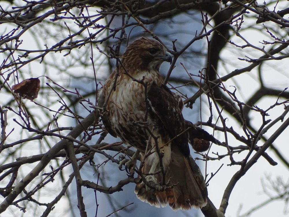 The red-tailed hawk named Blair sits in a tree in Central Park after being released on February 2, 2020