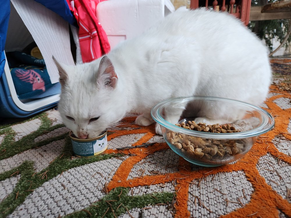 A white cat eats food outside on a porch.
