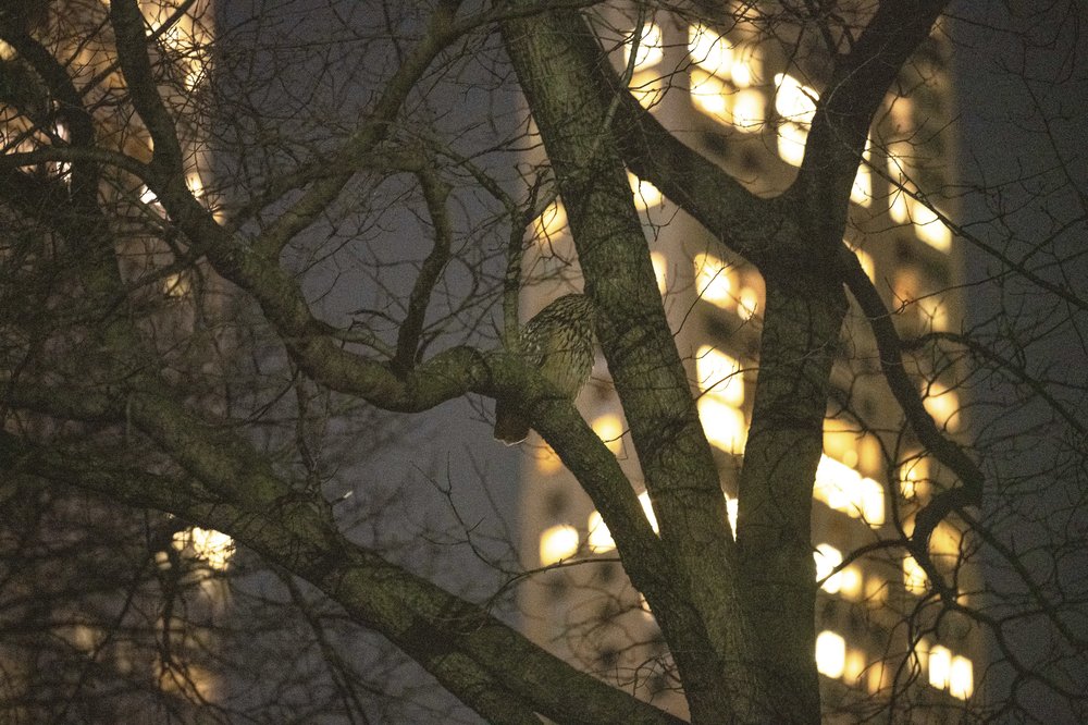 An owl perched in a tree.