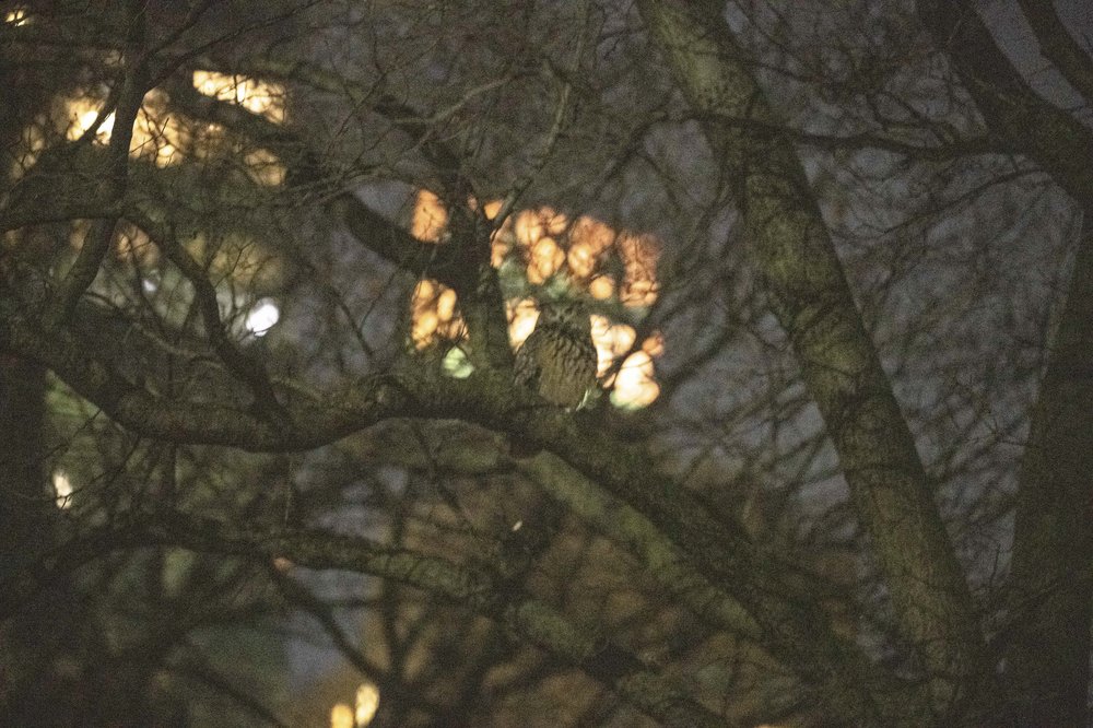 An owl perched in a tree.