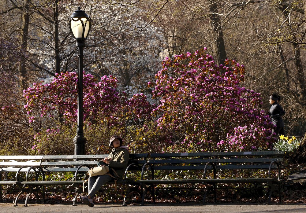 A person sits on a bench in front of a blossoming tree in Central Park on March 30, 2023.