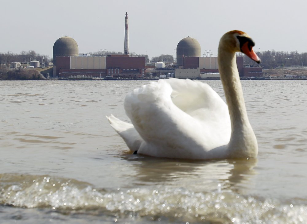 A mute swan swims in the waters around Indian Point nuclear power plant on the edge of the Hudson River, March 18, 2011. Tritium in radioactive water can chemically react with organic tissue, allowing it to persist in plants and animals.