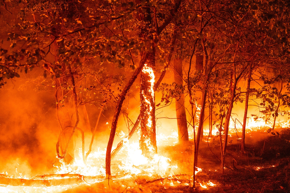 The Buzby Boggs Wildfire near Burlington, New Jersey was discovered June 9 and ultimately contained by June 16. Human activity caused the fire, which cost about $6,000 to contain.