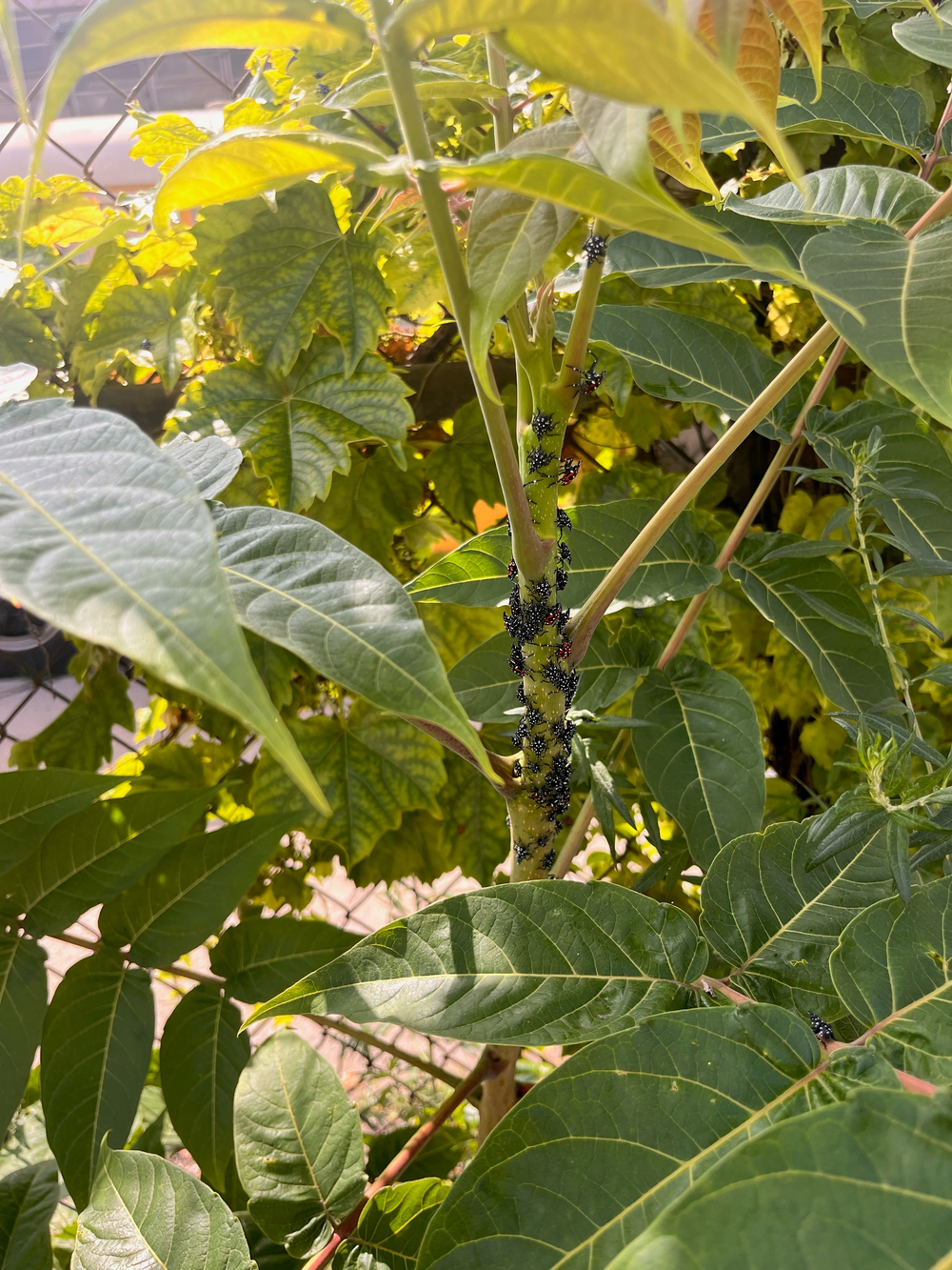 This photo from Long Island City was sent to Cornell scientist Brian Eshenaur on June 28. The red colored 4th instar nymphs, which are emerging ahead of schedule this year, can be seen on the upper portion of the stem.