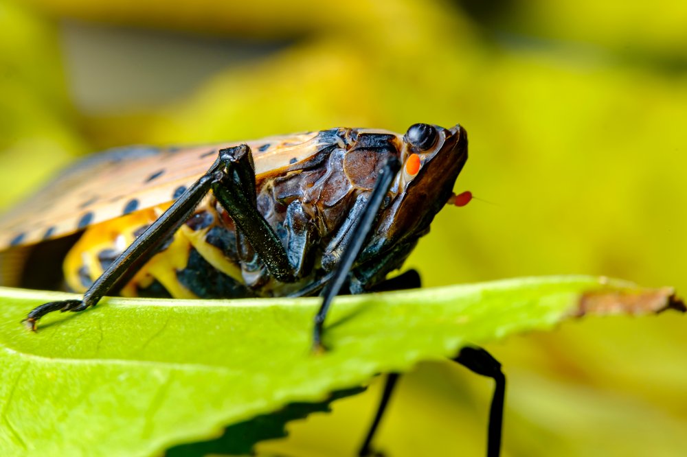 Up-close photo of an adult spotted lanternfly.
