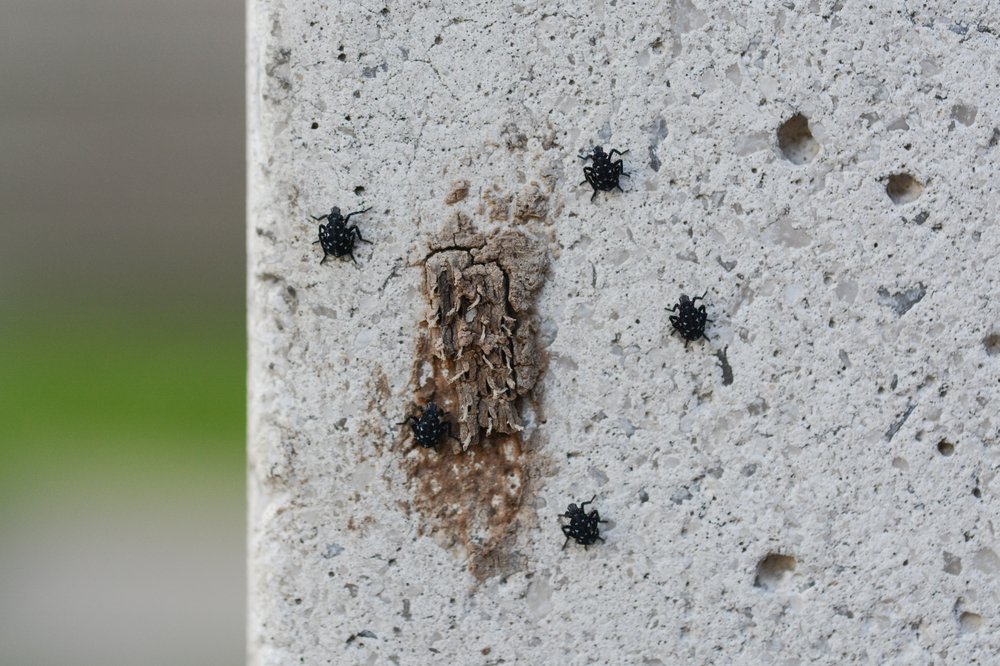 Spotted Lanternfly nymphs hatch from egg case on the cement wall of a building. This invasive species (Lycorma delicatula) is a small, black and white insect in its first instar (phase).