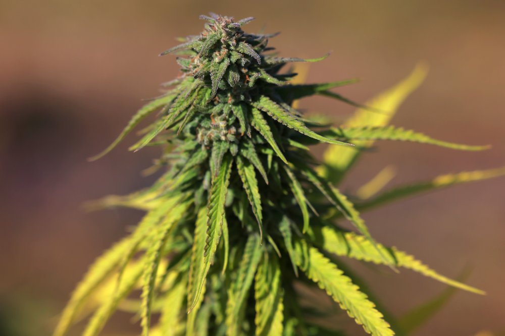 Cannabis plants are grown at a Claudine Field Apothecary farm on Oct. 07, 2022 in Columbia County, New York.