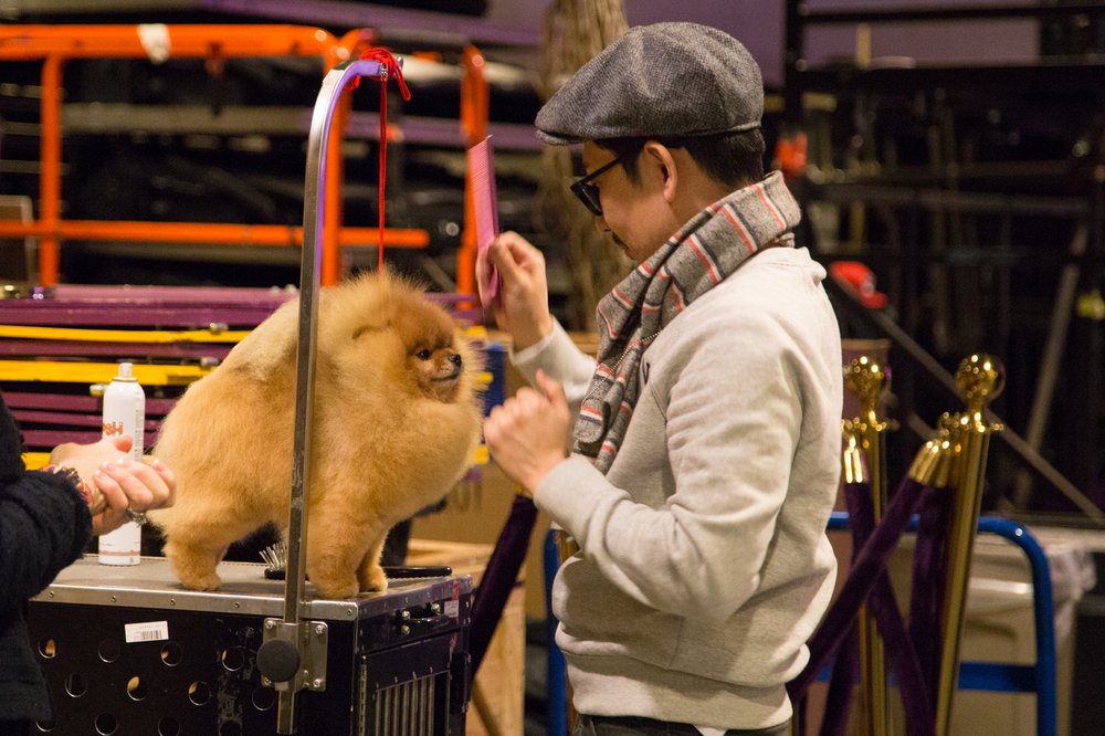 206b41707westminster13-jpg.jpeg This dog can't stop getting Red Hot Chili Pepper tattoos—stop it Jerry, we all know it just hasn't been the same since Frusciante left the band. (Jenn Hsu/Gothamist)