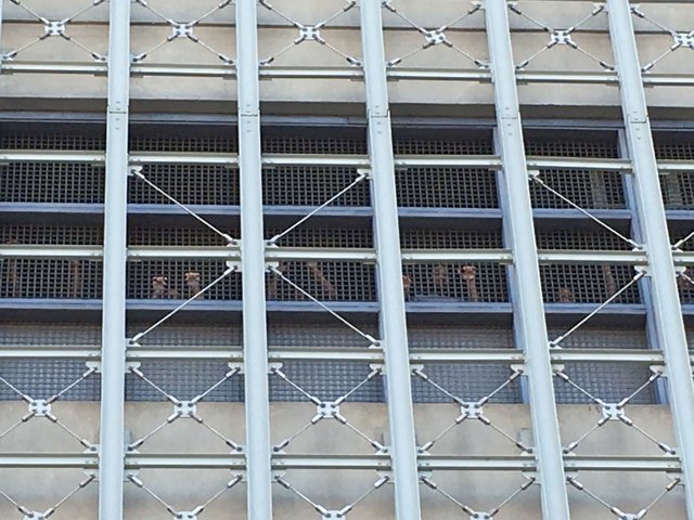 People incarcerated inside MDC banged on the gates during protests in February