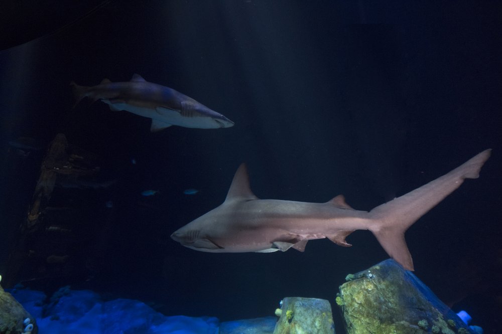 229d5cbedjulie-larsen-maher_2996_hudson-canyon-s-edge-with-sharks_ows-_aq_06-21-18-jpg.jpeg (Julie Larsen Maher/WCS)