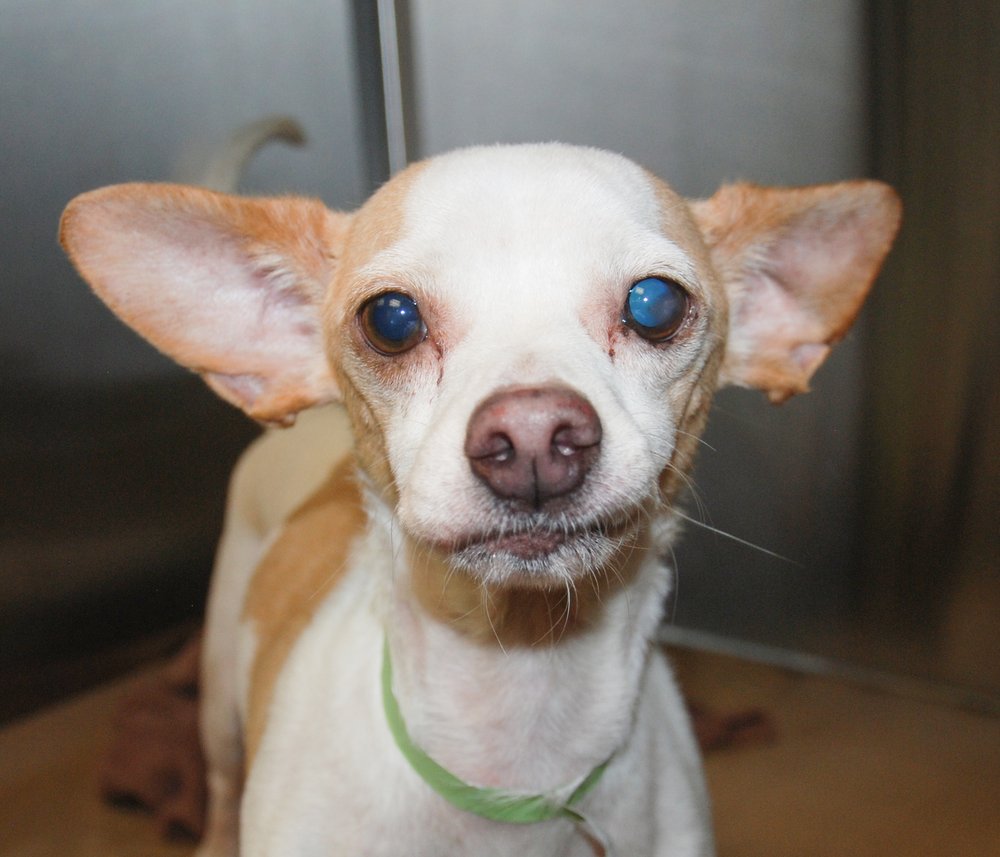 232cdc9a8lucky-jpg.jpeg Lucky at at the Animal Rescue Fund of the Hamptons (Animal Rescue Fund of the Hamptons, Inc.)