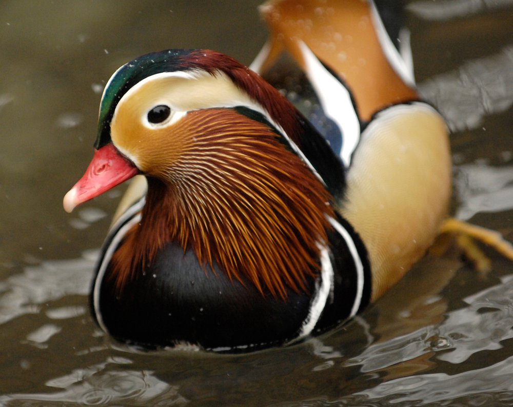 24080b58cjulie-larsen-maher_6235_male-mandarin-duck_cpz_12-05-07_hr-jpg.jpeg