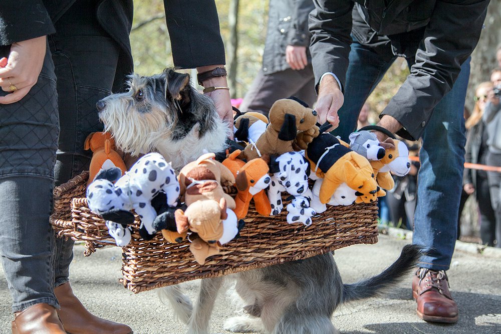 24a976491ac0a35c0c_mg_5819_hrcs_basketofadorables-jpg-jpeg.jpeg Basket of adorables<br>