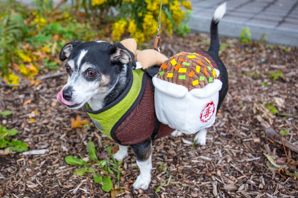 26b674875dog-3-jpg.jpeg