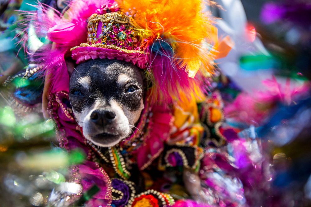 2727295a5doghalloween-77-jpg.jpeg