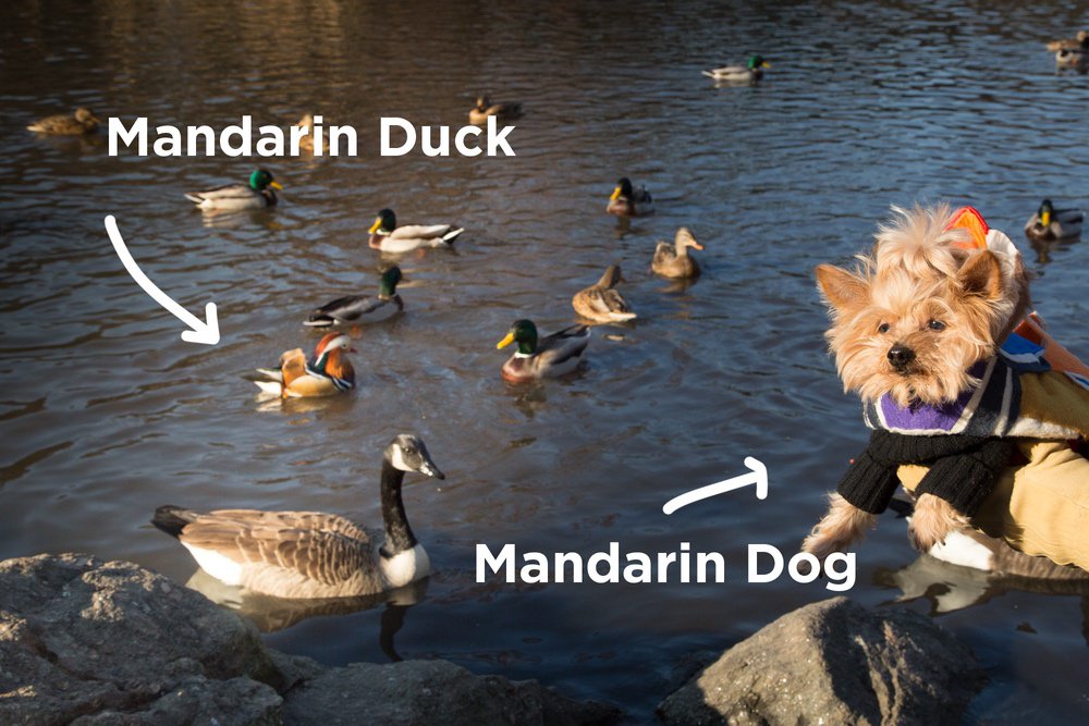 27b383e55duckanddog-jpg.jpeg