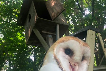 Hello from this barn owl!