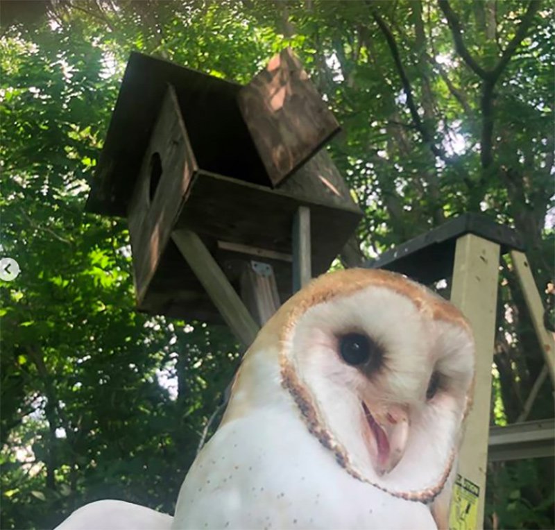 282919692owl4-jpg.jpeg Hello from this barn owl!