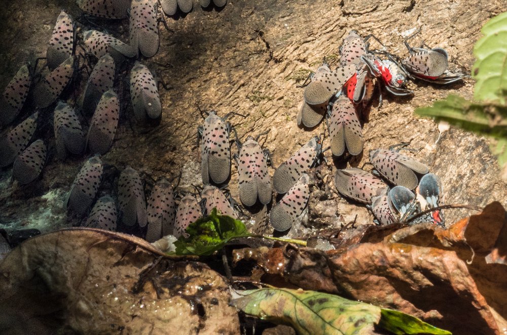 Lanternflies on a piece of wood.