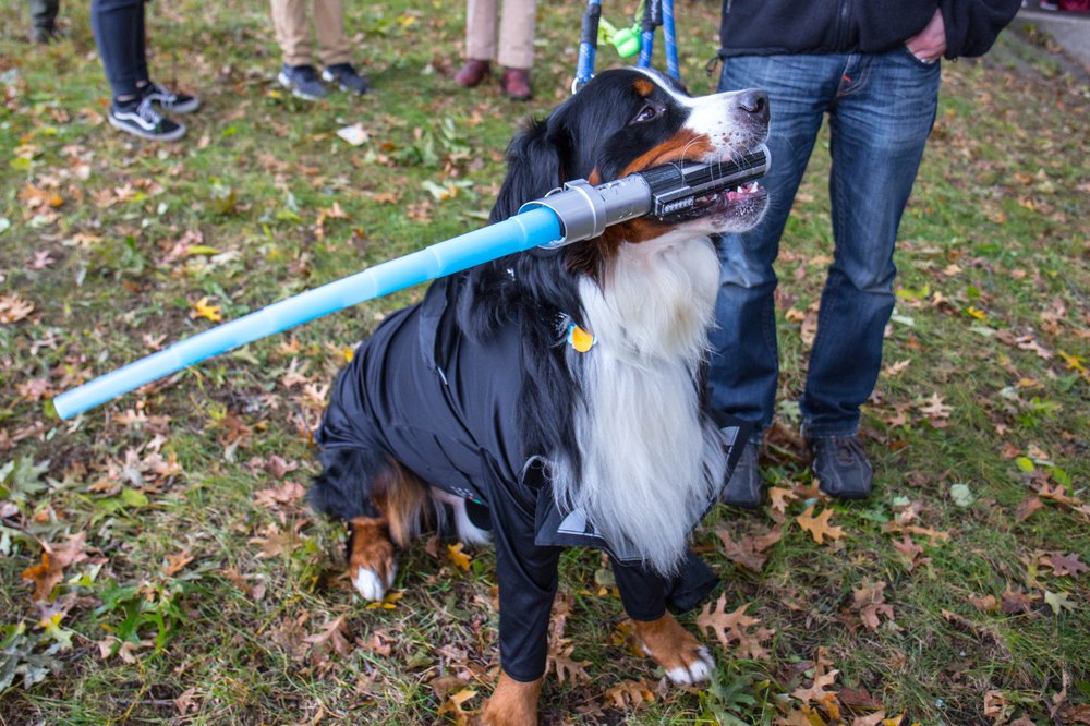 2a984855adog-82-jpg.jpeg