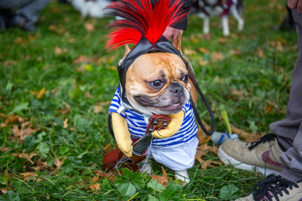2c8f7a5acdog-93-jpg.jpeg