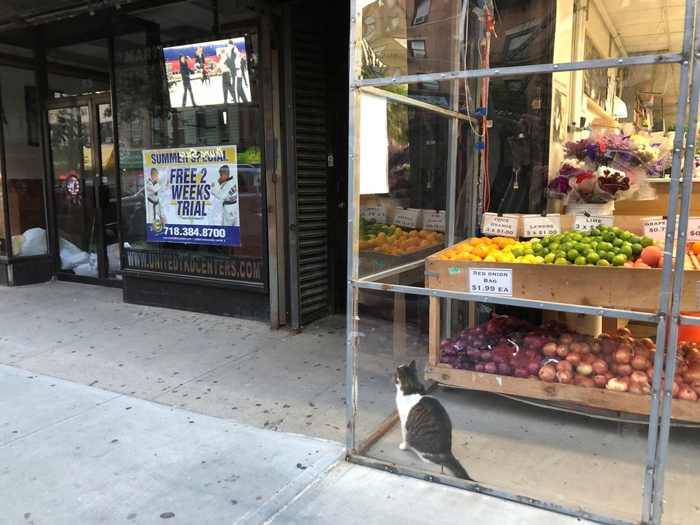 2cb39f7a5bodegacattv-jpg.jpeg This bodega cat likes to watch TV; would probably be okay with you sharing your Netflix login with him (or maybe he was just looking at some pigeons in the store awning).<br>(Rachel White)