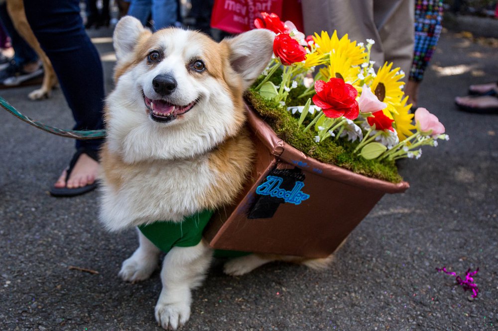 2d14bf63896b645382doghalloween-119-jpg-web_gallery-jpg.jpeg