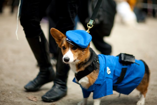 2dogsincostumes1011.jpg