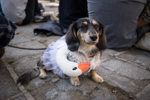2ef747e4f20171028-img_5621-jpg-mobile.jpeg Puppy as Bjork