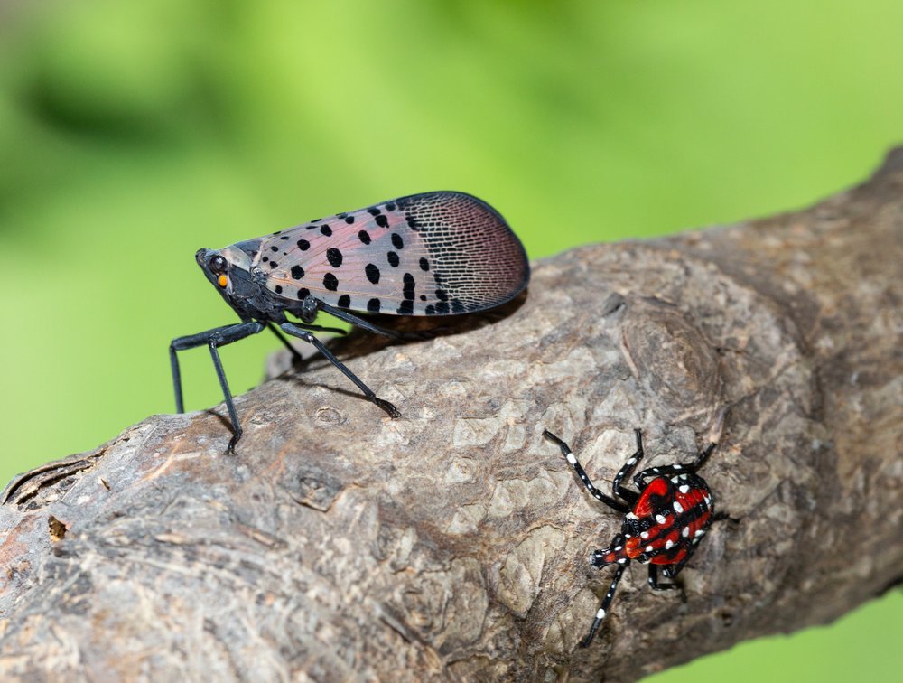 Lanternflies.