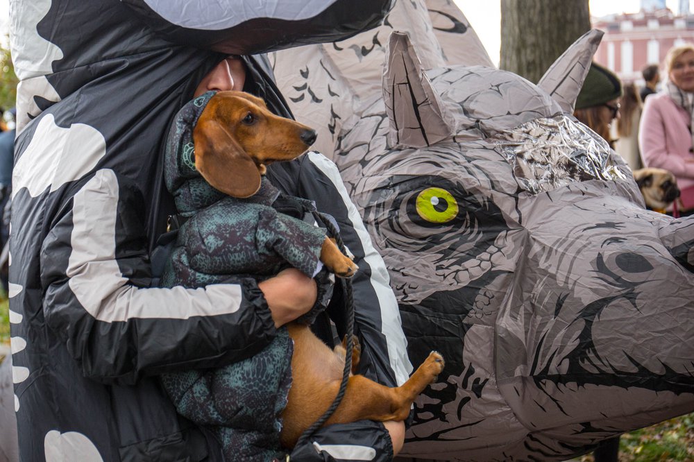 309412f07dog-114-jpg.jpeg