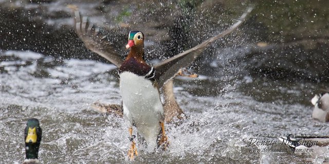 312c241102duckmandarin18-jpg.jpeg The duck in flight on Tuesday. (Photo by Dennis Newsham of <a href="http://twitter.com/TouristPicsNYC">TouristPicsNYC</a>)