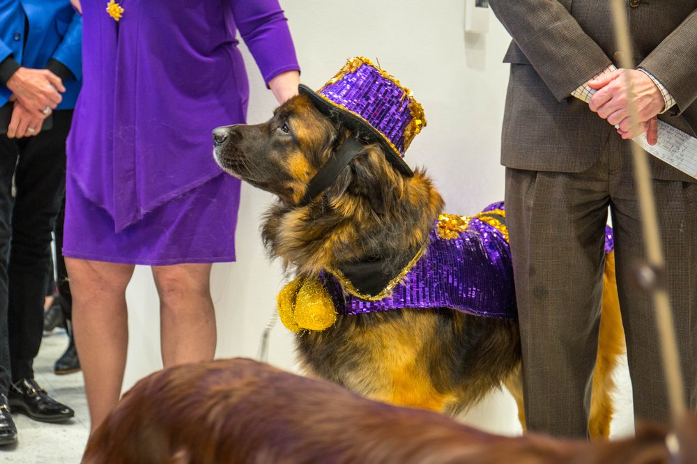 31eb52085dog-14-jpg.jpeg