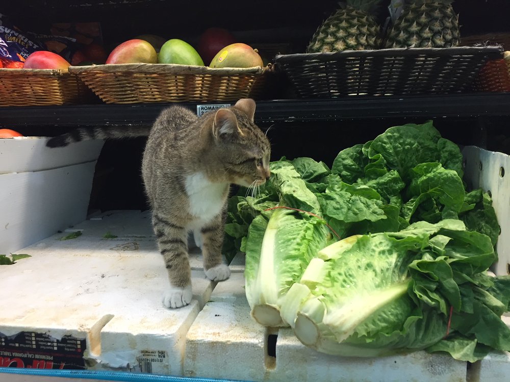 333778ebcimg_1810-jpg.jpeg This cat is just taste-testing your produce to make sure it's good enough for your salads.<br>(Jen Chung / Gothamist)