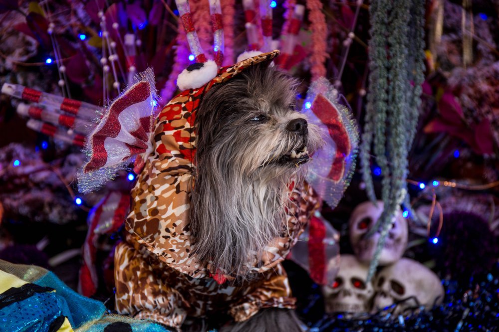 3447fdf90doghalloween-141-jpg.jpeg